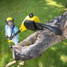 Reliable De Motte, IN Tree Care Solutions
