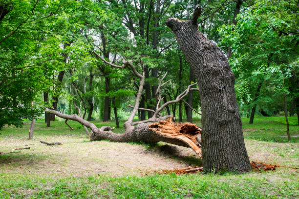 How Our Tree Care Process Works  in  De Motte, IN